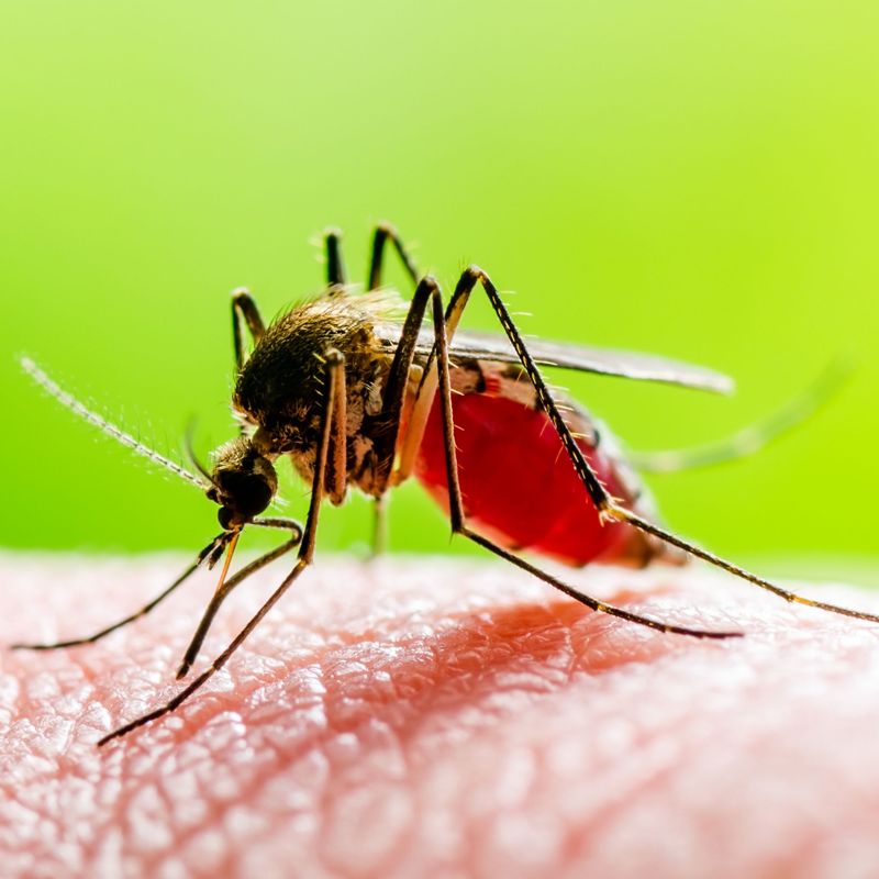 Recrudescence de cas importés de dengue en France hexagonale