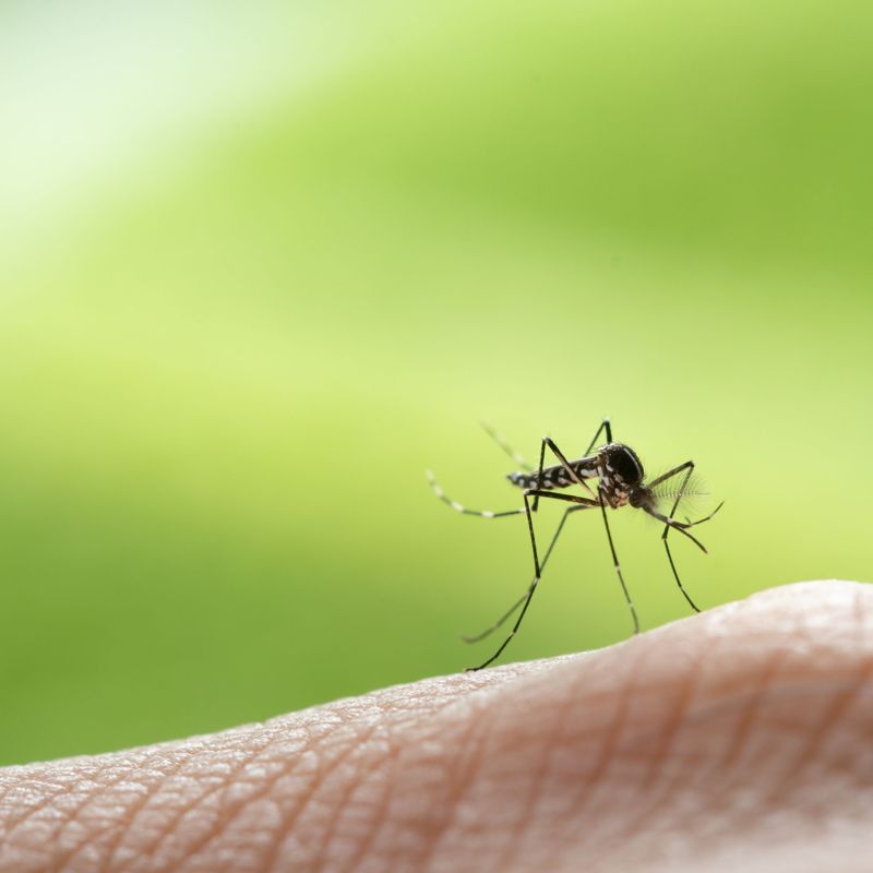 Chikungunya, dengue et zika 2024