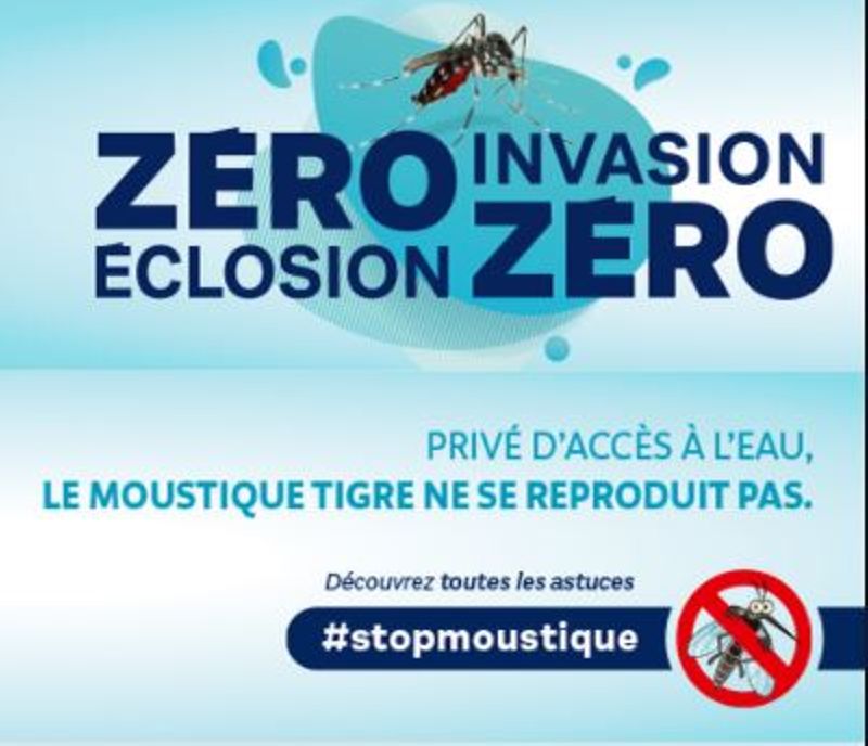 Moustique tigre