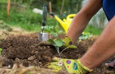 Image créer un jardin