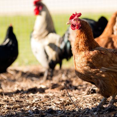 Grippe aviaire : quels sont les bons réflexes face au risque d’exposition ?