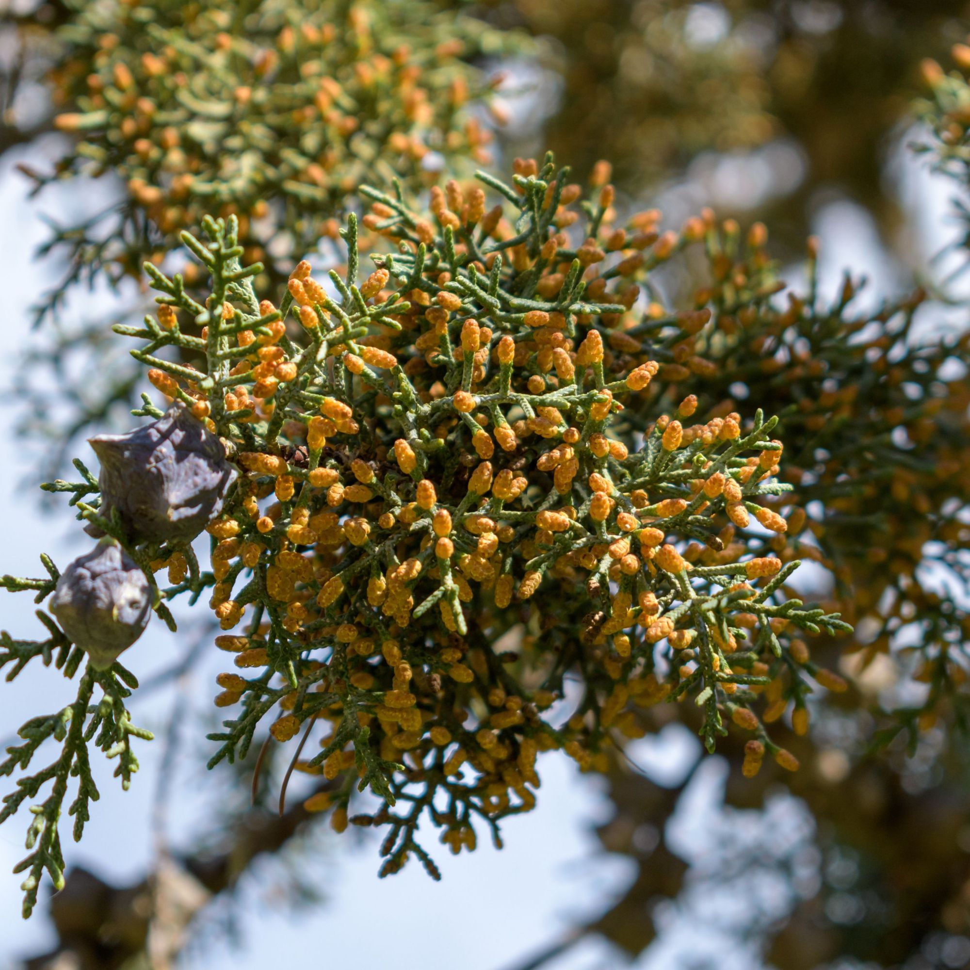 Alerte aux pollens de cyprès actuellement déclarée autour de la Méditerranée!