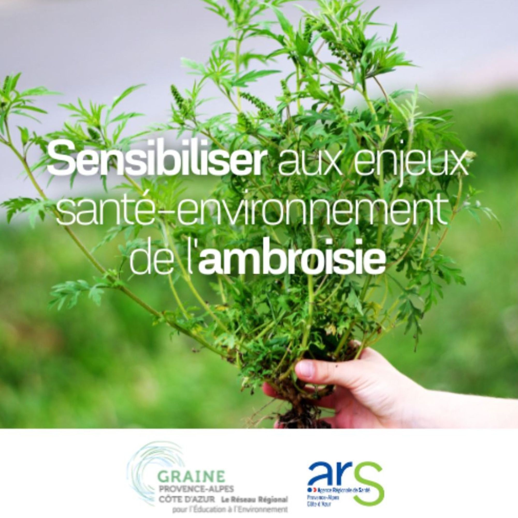 Lutte contre l’ambroisie : sensibiliser en milieu scolaire et extra-scolaire aux enjeux santé-environnement de l’ambroisie