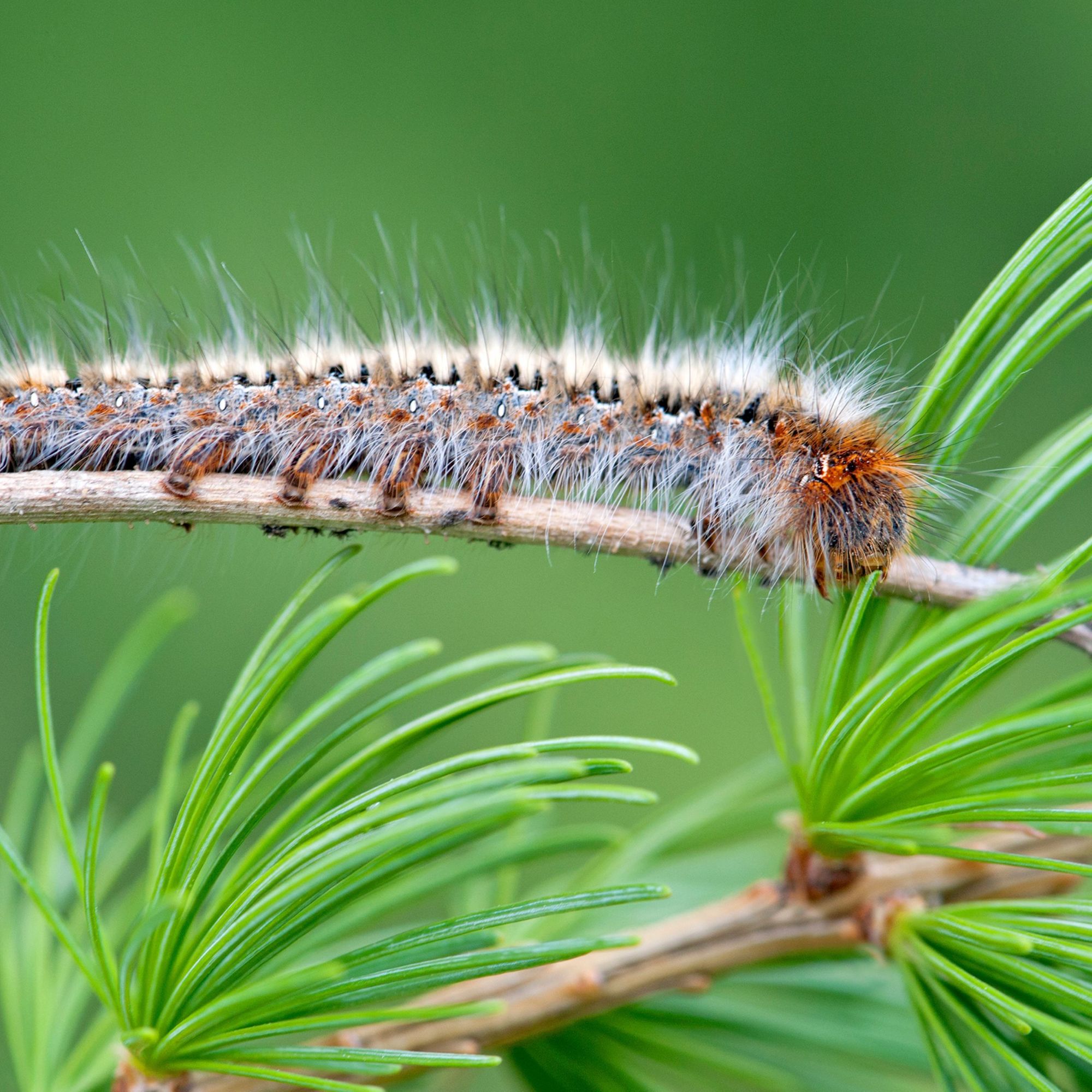 Lutte contre la prolifération des chenilles processionnaires du pin et du chêne