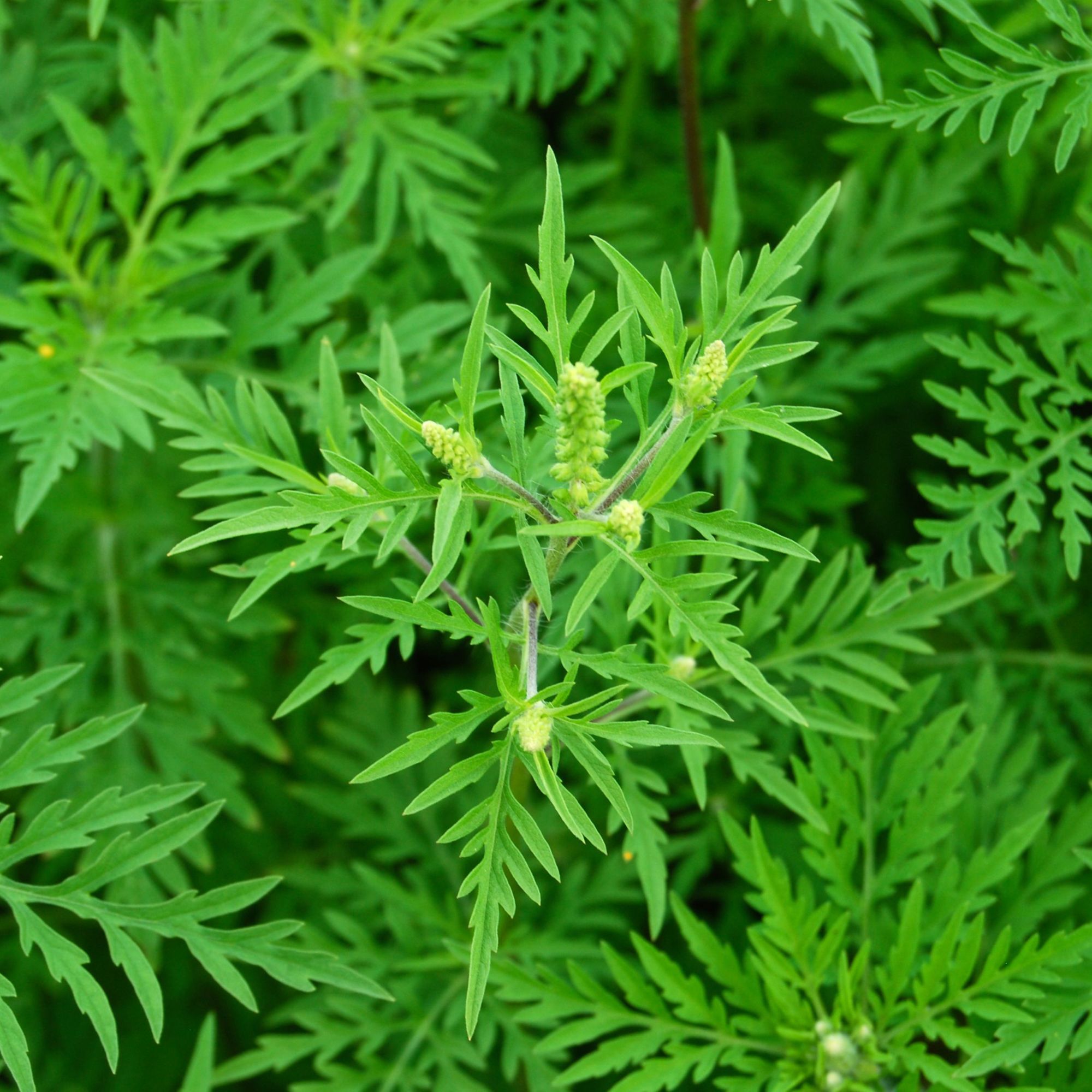 L’ambroisie : un enjeu de santé publique pour les collectivités.