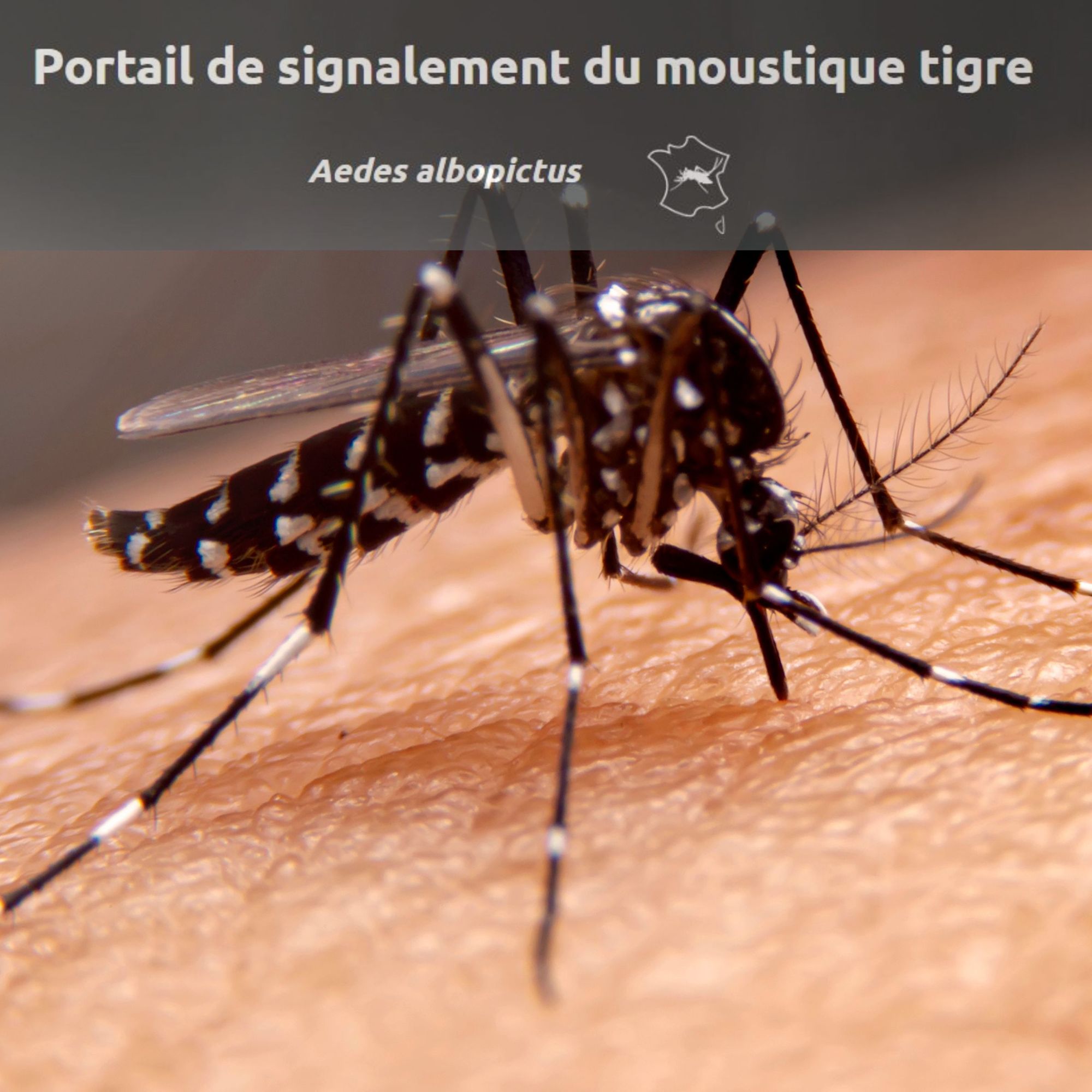 Portail de signalement du moustique tigre