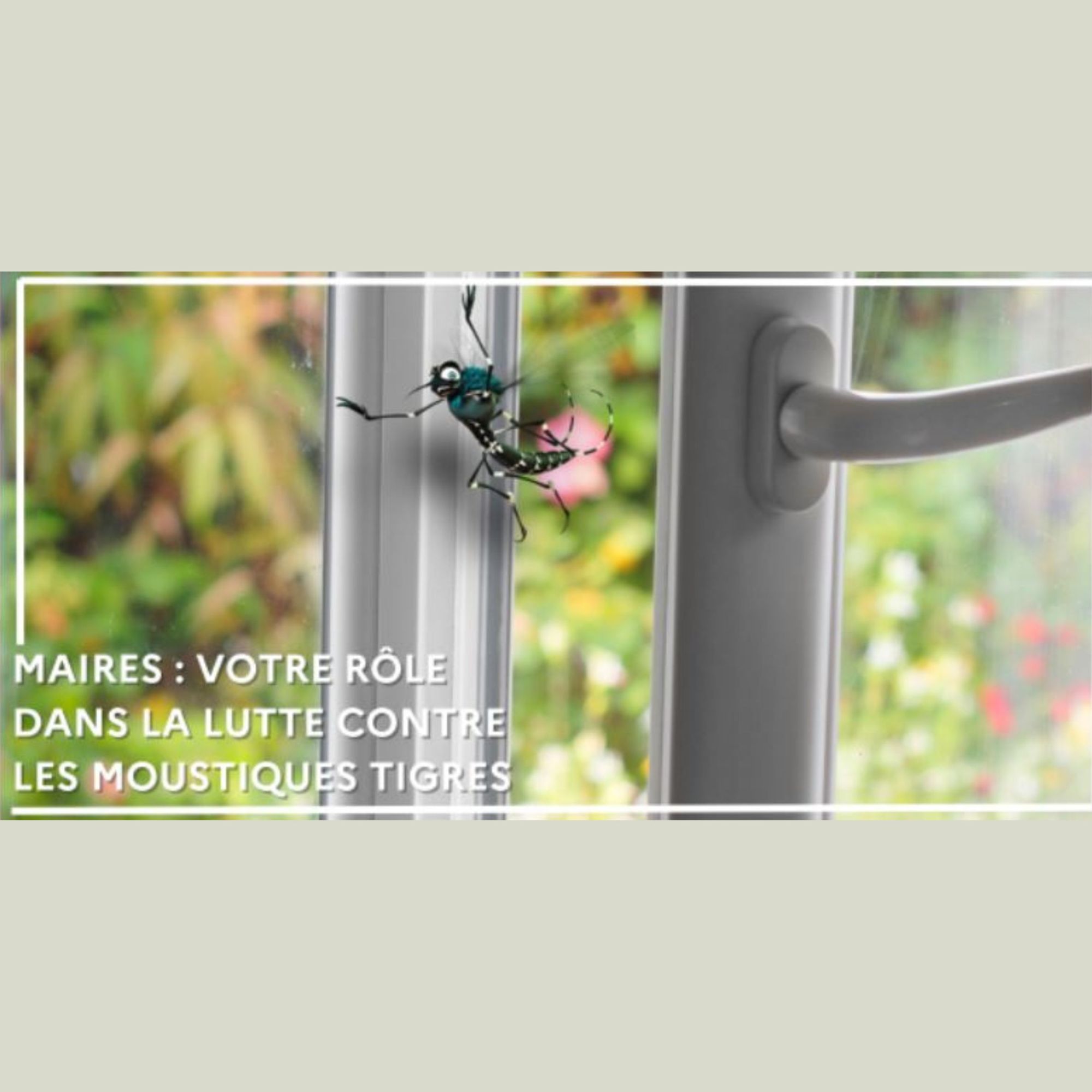 Maires : Votre rôle dans la lutte contre les moustiques tigres.