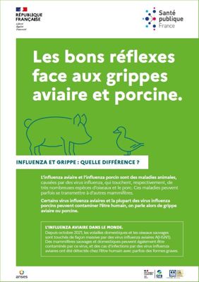 Les bons réflexes face aux grippes aviaire et porcine