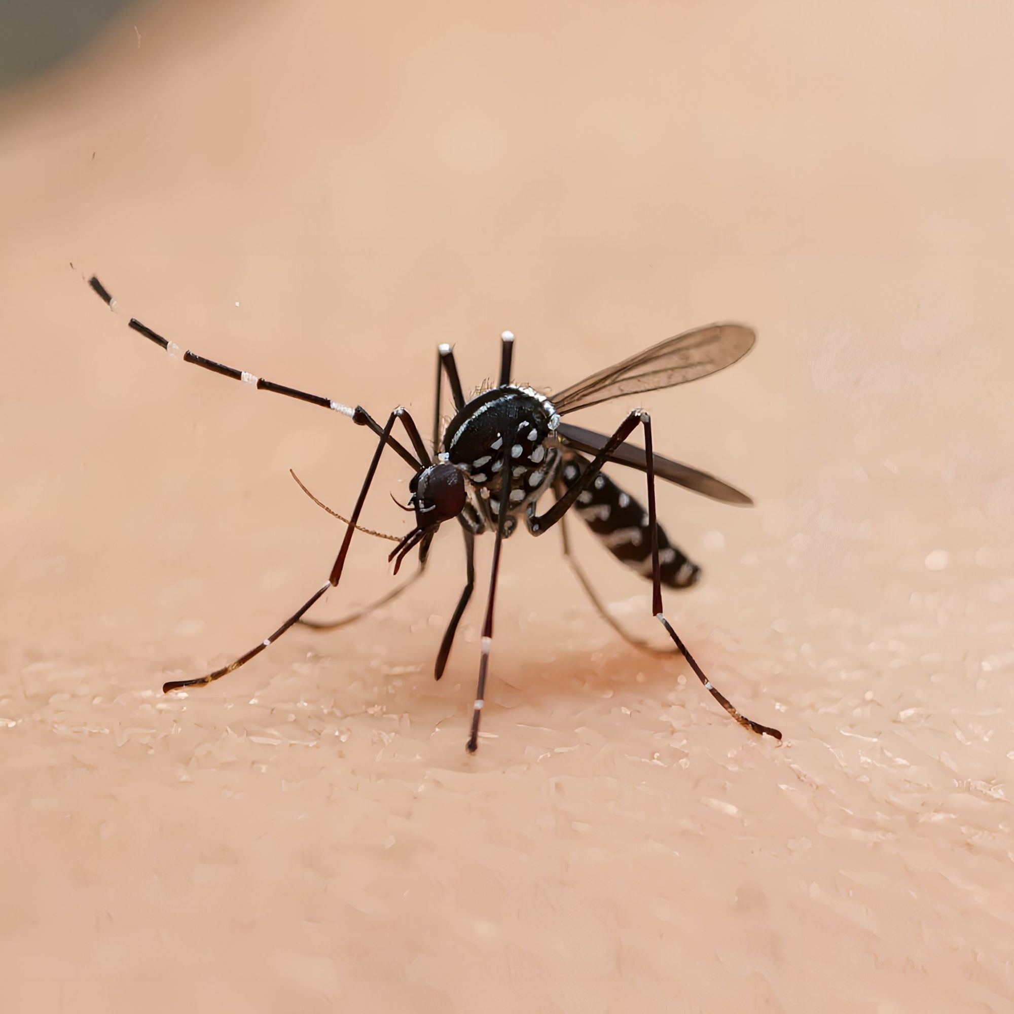 Chikungunya : des coûts sociaux négligés 