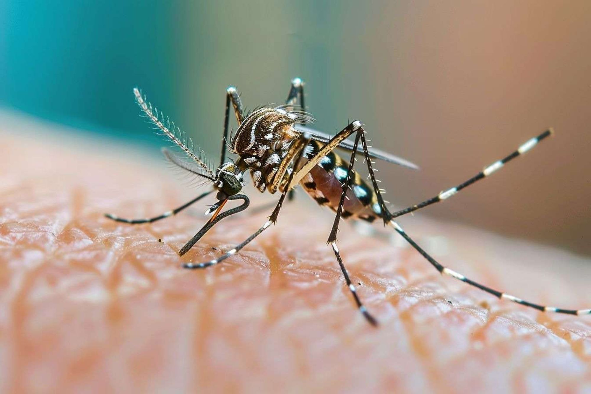 Mobilisation renforcée contre le moustique tigre en 2026 et activation du dispositif de surveillance et de lutte contre les maladies transmises par le moustique tigre