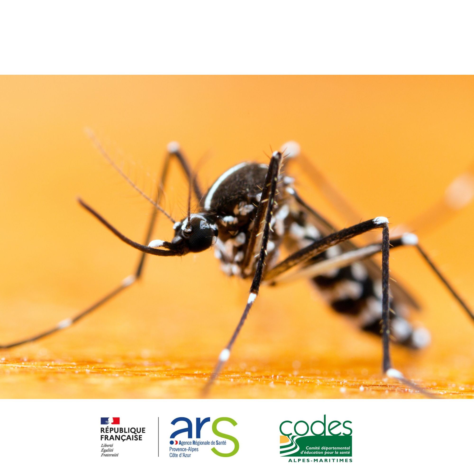Stand d'information, de sensibilisation "le moustique tigre c'est non, protégeons nous"