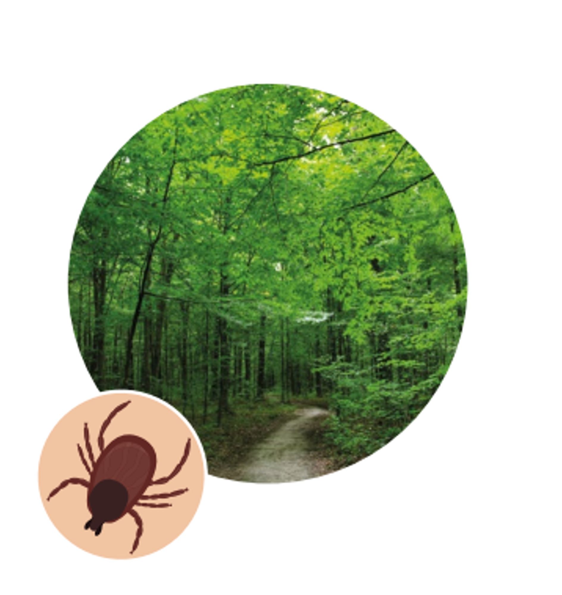 Borréliose de Lyme : données épidémiologiques 2020